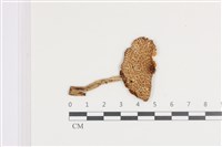 登錄號:F0036068藏品圖，第1張