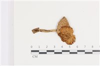 登錄號:F0036068藏品圖，第3張