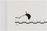 登錄號:F0036071藏品圖，第3張