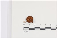 登錄號:F0036075藏品圖，第1張