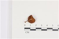 登錄號:F0036075藏品圖，第3張