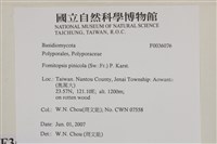 松生擬層孔菌藏品圖，第2張