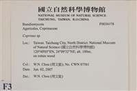 鬼傘屬藏品圖，第2張