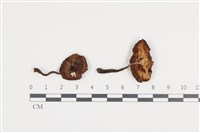 登錄號:F0036081藏品圖，第1張