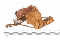 登錄號:F0036082藏品圖，第1張