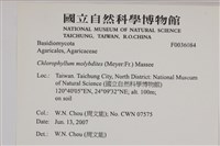 登錄號:F0036084藏品圖，第2張