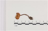 登錄號:F0036085藏品圖，第1張