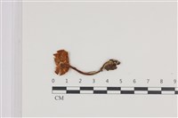 登錄號:F0036085藏品圖，第3張