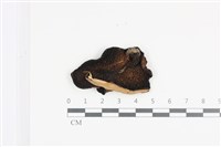 登錄號:F0036092藏品圖，第3張