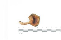 登錄號:F0036094藏品圖，第1張