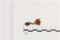 登錄號:F0036096藏品圖，第3張