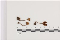 登錄號:F0036099藏品圖，第1張