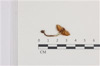 登錄號:F0036100藏品圖，第3張