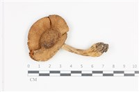 登錄號:F0036104藏品圖，第1張