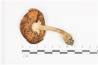 登錄號:F0036104藏品圖，第3張