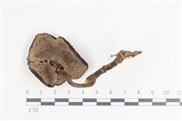 登錄號:F0036107藏品圖，第3張