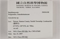 靈芝屬藏品圖，第2張