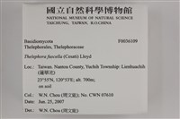 棕色革菌藏品圖，第2張