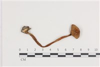 登錄號:F0036113藏品圖，第1張