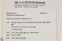 寬鱗多孔菌藏品圖，第2張