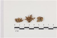 登錄號:F0036118藏品圖，第1張