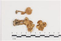 登錄號:F0036123藏品圖，第1張