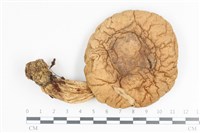 登錄號:F0036124藏品圖，第1張