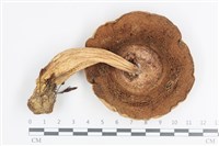 登錄號:F0036124藏品圖，第3張