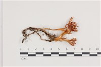 登錄號:F0036125藏品圖，第1張