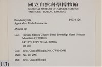 小菇屬藏品圖，第2張