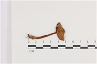 小菇屬藏品圖，第1張