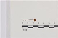 登錄號:F0036127藏品圖，第1張