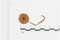 登錄號:F0036128藏品圖，第1張