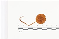 登錄號:F0036128藏品圖，第3張