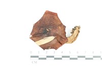 登錄號:F0036129藏品圖，第1張