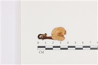 登錄號:F0036130藏品圖，第1張