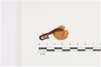 登錄號:F0036130藏品圖，第3張
