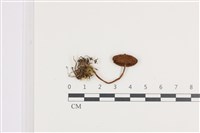 登錄號:F0036131藏品圖，第1張