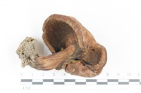 登錄號:F0036134藏品圖，第3張