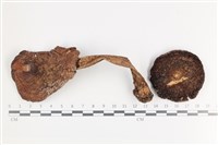 登錄號:F0036135藏品圖，第1張