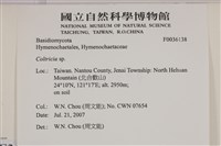 集毛菌屬藏品圖，第2張