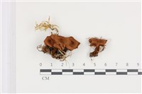 集毛菌屬藏品圖，第1張