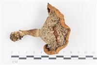 登錄號:F0036140藏品圖，第3張