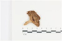 登錄號:F0036141藏品圖，第1張