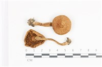 登錄號:F0036142藏品圖，第1張