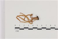 登錄號:F0036143藏品圖，第1張