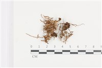 登錄號:F0036147藏品圖，第1張