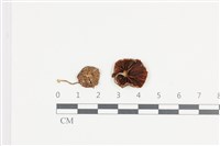 登錄號:F0036158藏品圖，第1張