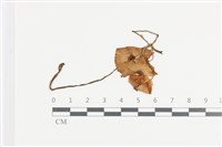 登錄號:F0036160藏品圖，第1張