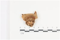 登錄號:F0036161藏品圖，第1張